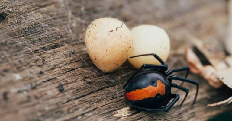 Redback spider and eggs