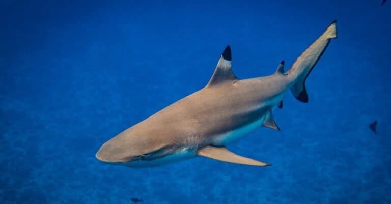 A black tip shark in front of the lagoon of Bora Bora.