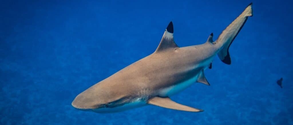 Reef shark close-up