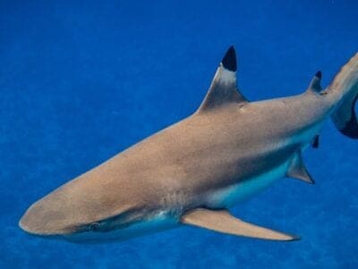 A Reef Shark