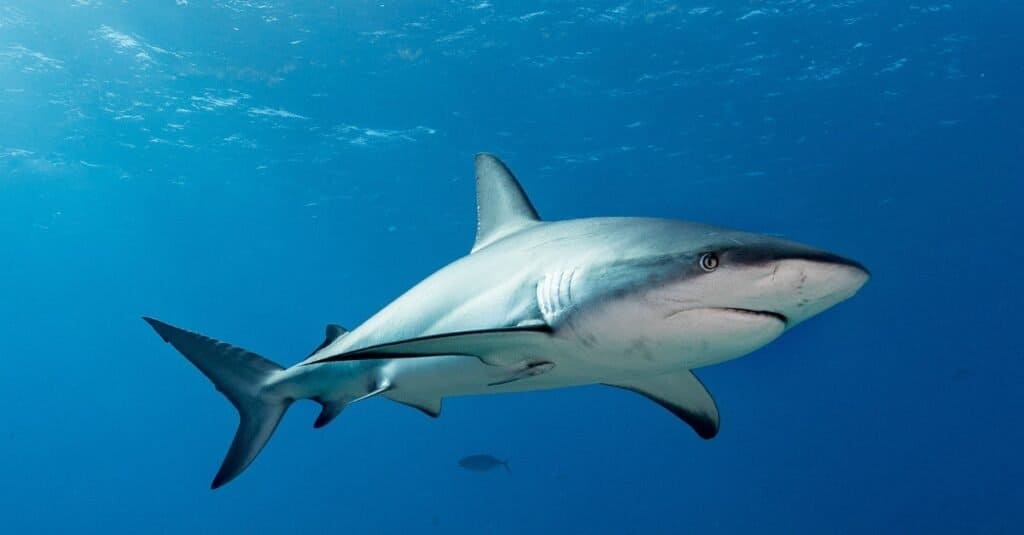 A grey Reef shark in the open ocean.