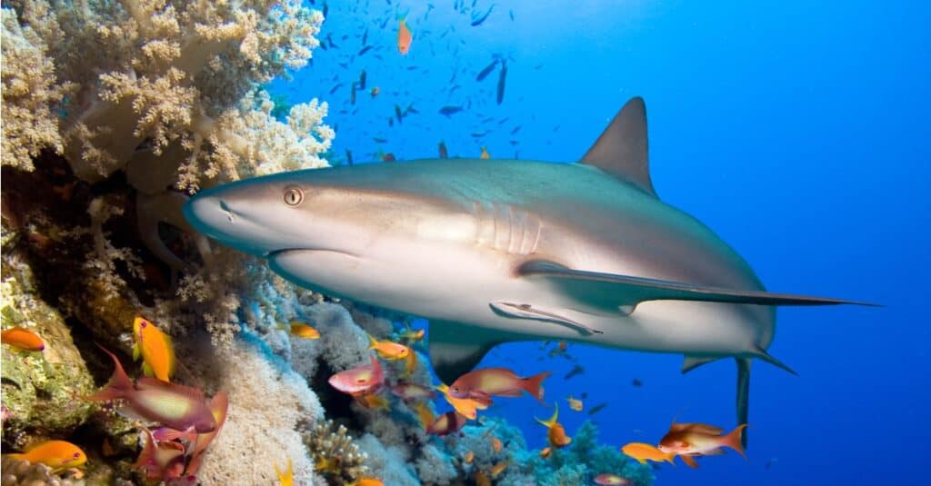 A big reef shark swimming among a coral reef.