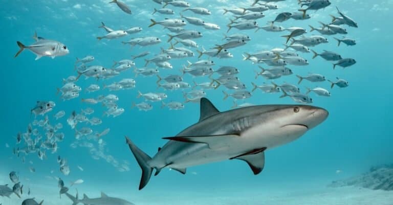 A Caribbean reef shark swims with school of jacks.