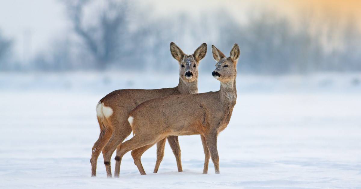 Two young roe deer, Capreolus capreolus, standing on snow in wintertime.