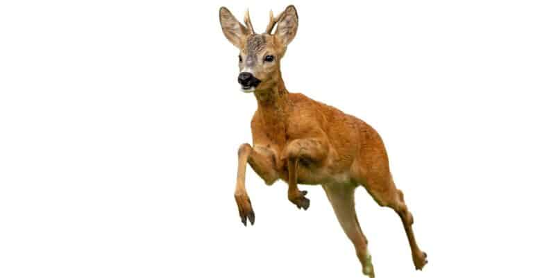 Roe deer, Capreolus capreolus, buck running fast in summer isolated on white.