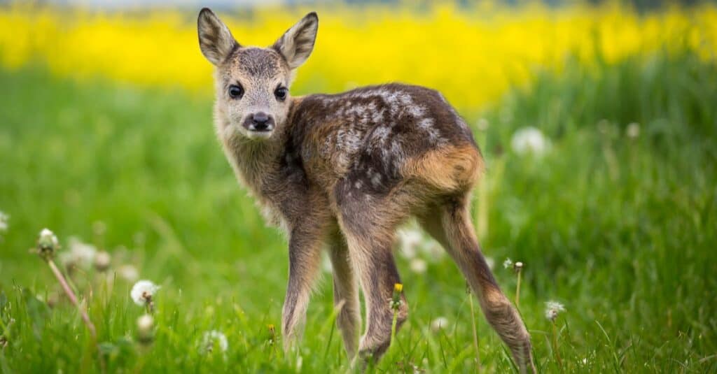 New born roe deer.