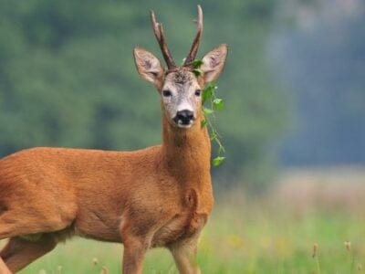 A Roe Deer