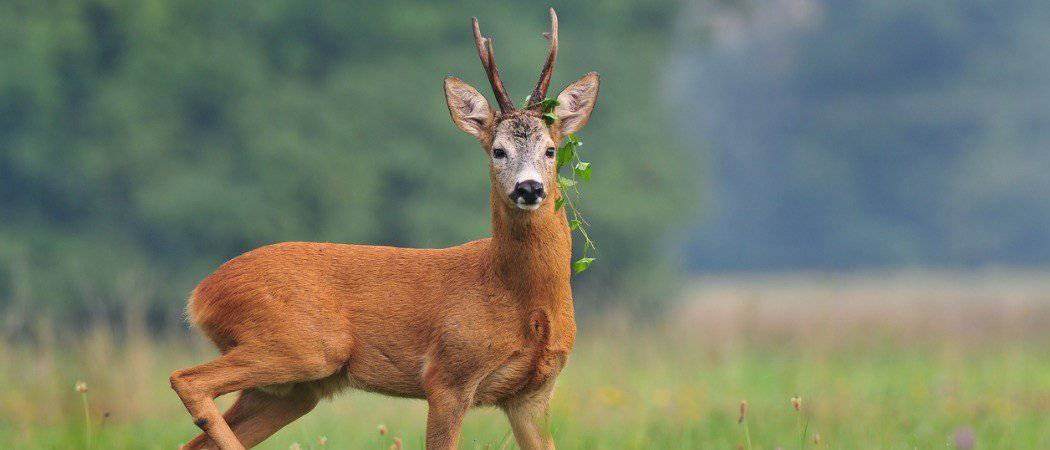 Roe deer close-up