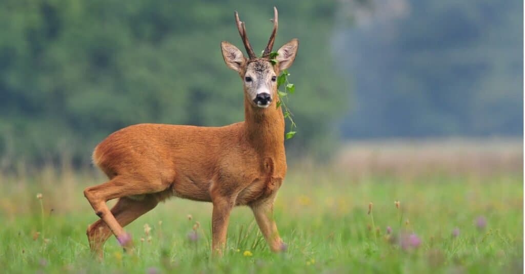 Roe deer with weed around its antlers.