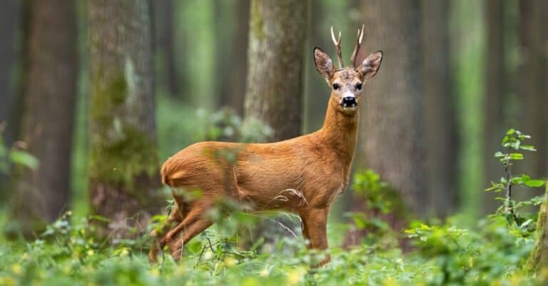 Roe deer, Capreolus capreolus, standing in the middle of the woods.