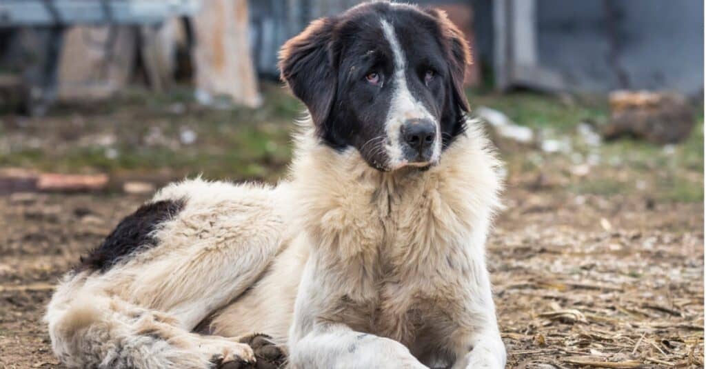 Tallest Dogs: Romanian Bucovina Shepherd