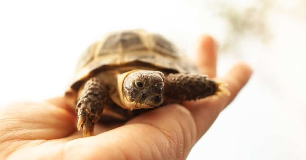 Russian Tortoise baby on a person's hand.