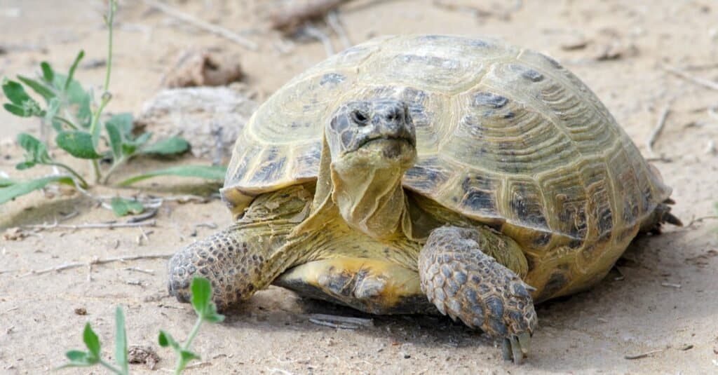 The Russian tortoise (Agrionemys horsfieldii) in the Kyzylkum Desert, Uzbekistan, Central Asia.