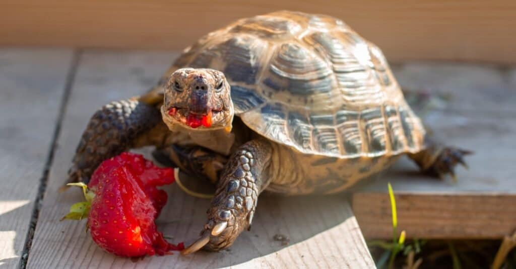 Russian tortoise eating strawberries in the garden.