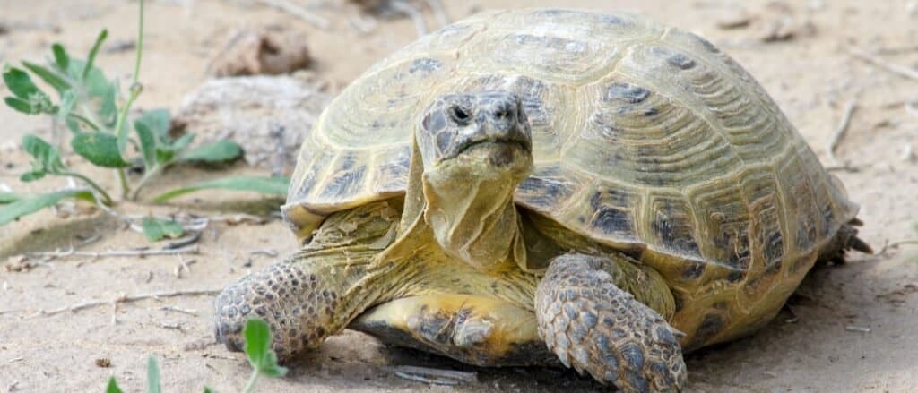 Russian Tortoise close-up