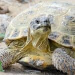 Russian tortoise