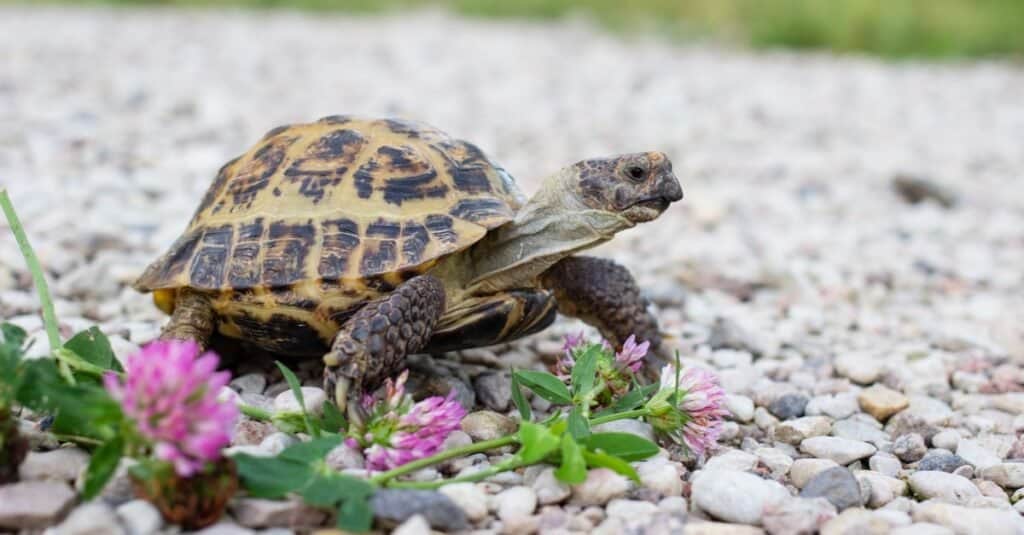 Russian tortoise having a walk outdoors in the garden.