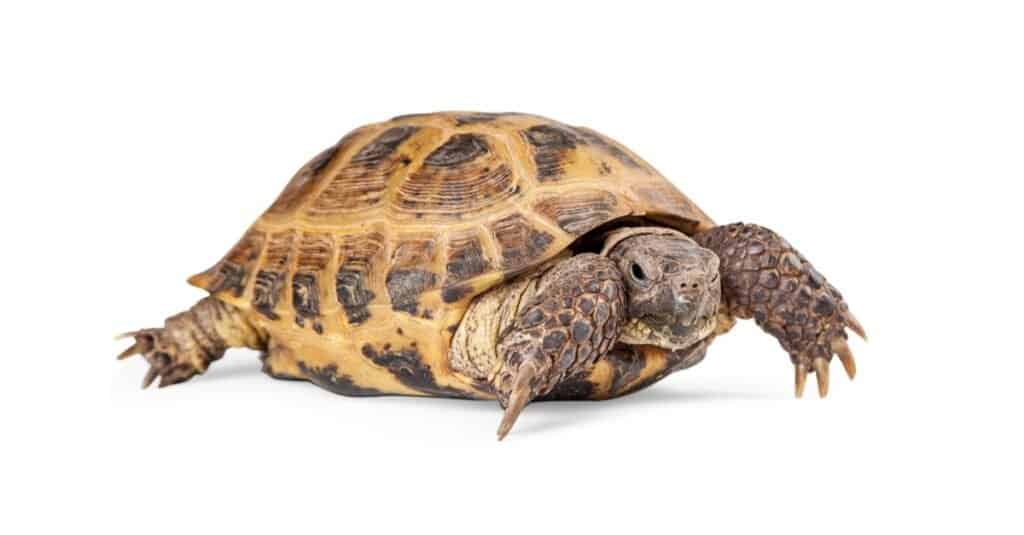 Russian Tortoise crawling - Isolated on white