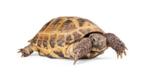 Russian Tortoise Lifespan: How Long Do They Live? Picture