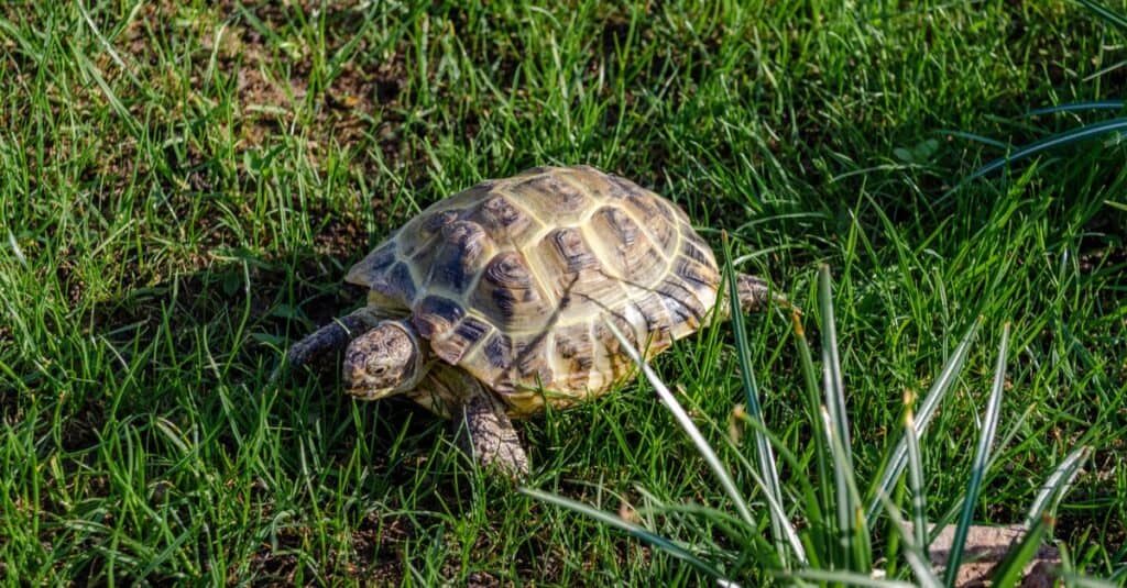 Russian tortoise crawling on green grass.