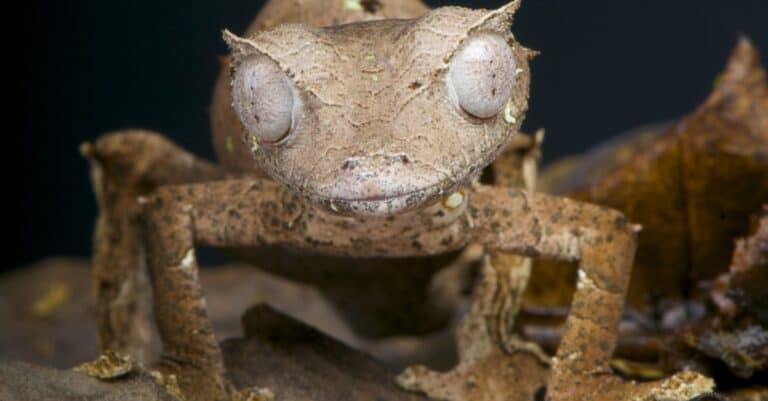 Satanic leaf tailed gecko / Uroplatus phantasticus, close-up.