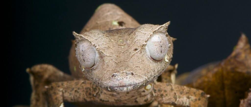 Satanic leaf-tailed gecko close-up