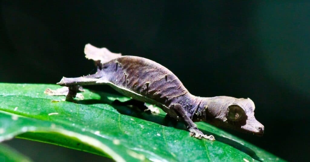 Satanic Leaf-tailed Gecko (Uroplatus phantasticus) in Ranomafana rain forest in eastern Madagascar.