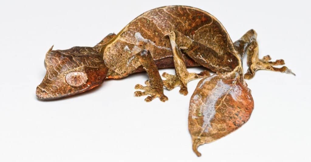 Satanic leaf-tailed gecko isolated on white background.