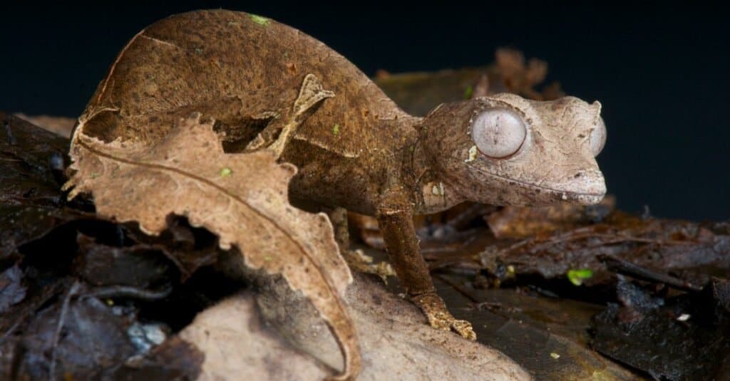 Satanic leaf-tailed gecko on leaf