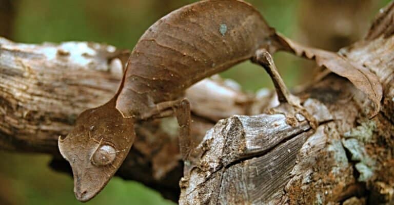 The satanic leaf-tailed gecko sitting on a tree stump in Madagascar.