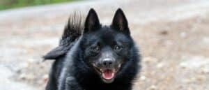 Schipperke close-up
