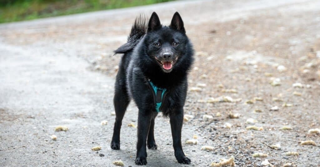 Schipperke standing on a forest road.