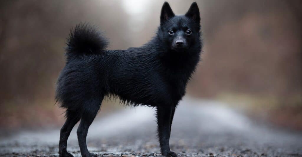 Small Belgian Schipperke dog standing in the woods.