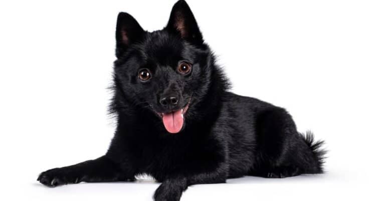 Schipperke isolated on a white background.