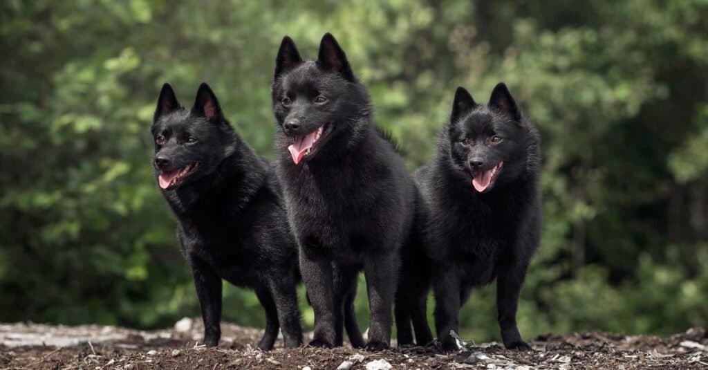 Prettiest / Cutest Dogs - Schipperke dogs playing in the park.