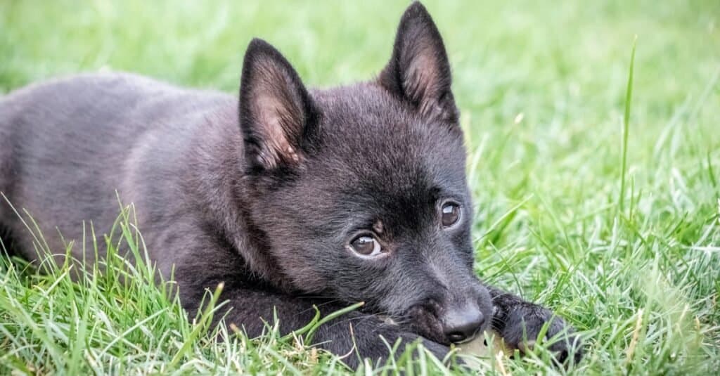 Schipperke puppy resting in the grass.