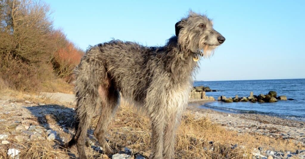 Scottish Deerhound vs Irish Wolfhound