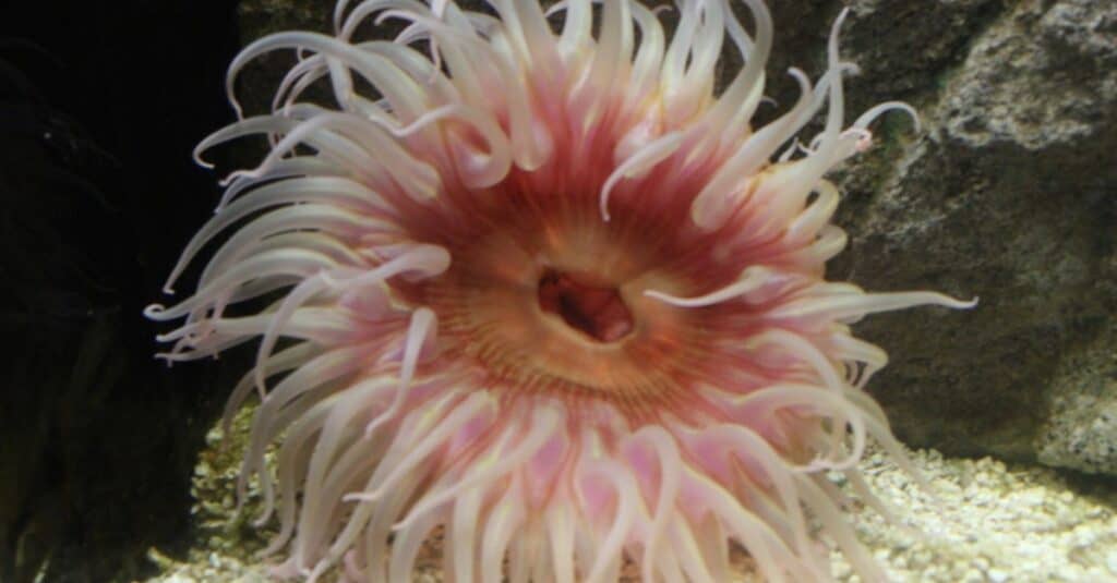Pink sea anemone floating along bottom of the sea.