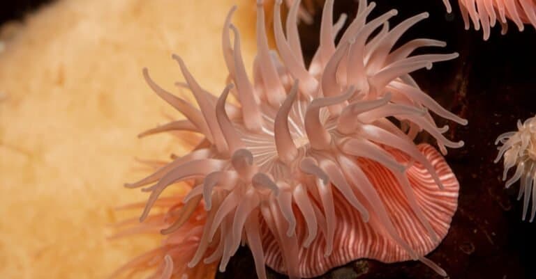 Colourful pink-striped brooding sea anemone (Epiactis prolifera) from shallow marine waters of British Columbia.