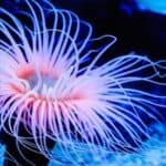 Sea anemone