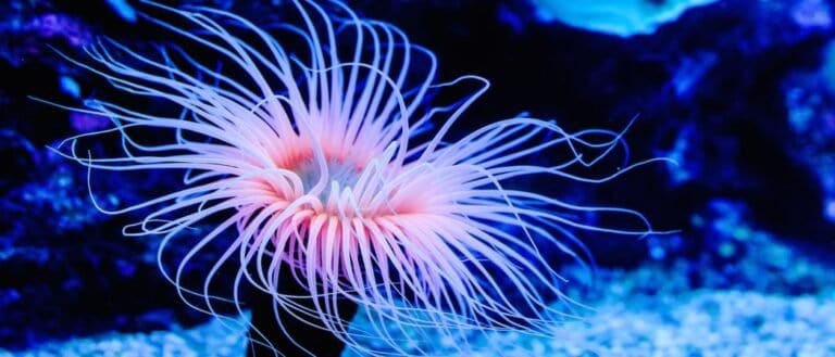Sea Anemone