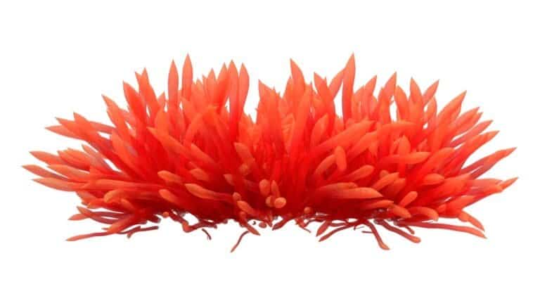 Red sea anemone isolated on white background.