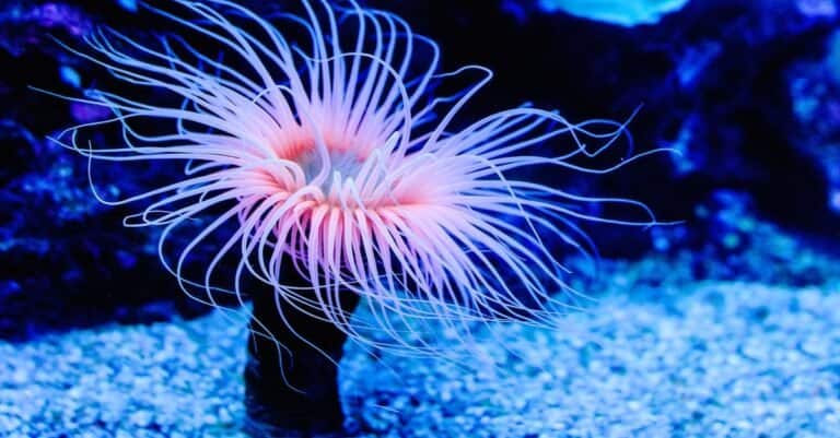 Beautiful sea anemone on sea bottom.