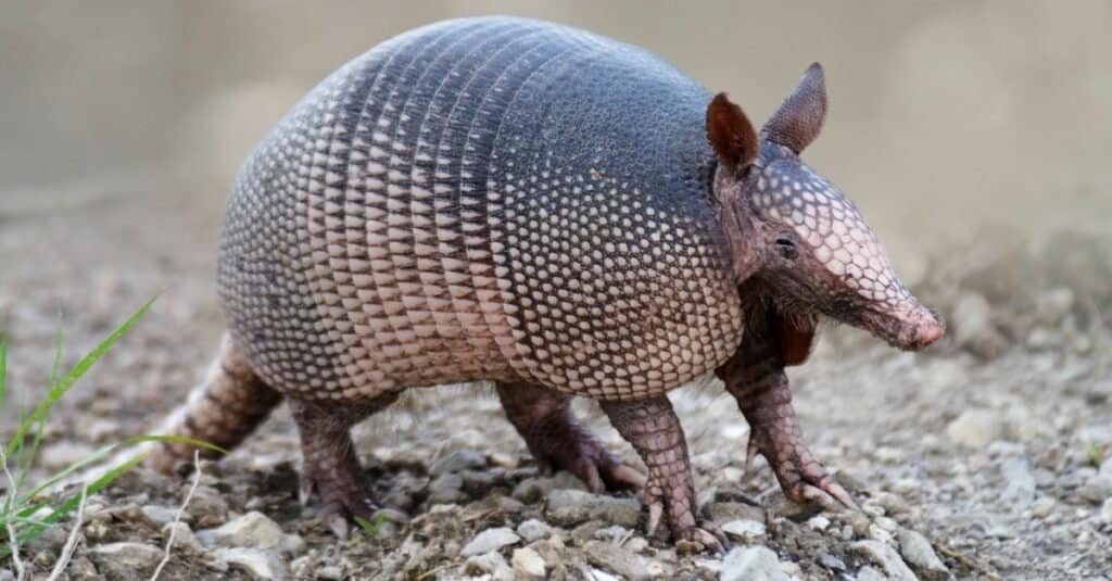 Armadillos are relatively solitary creatures