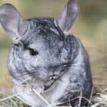 A wild grey chinchilla sitting on straw outdoors. Chinchillas are rodents that are native to the Andes Mountains of northern Chile.