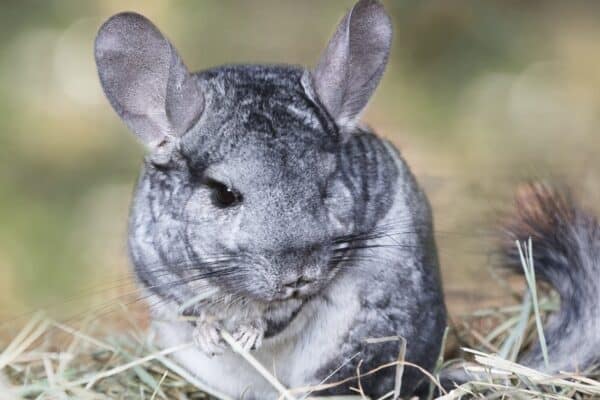 A wild grey chinchilla sitting on straw outdoors. Chinchillas are rodents that are native to the Andes Mountains of northern Chile.