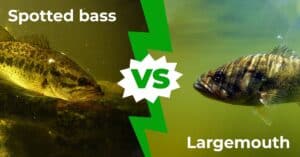 Spotted Bass vs Largemouth: 9 Key Differences Explained Picture