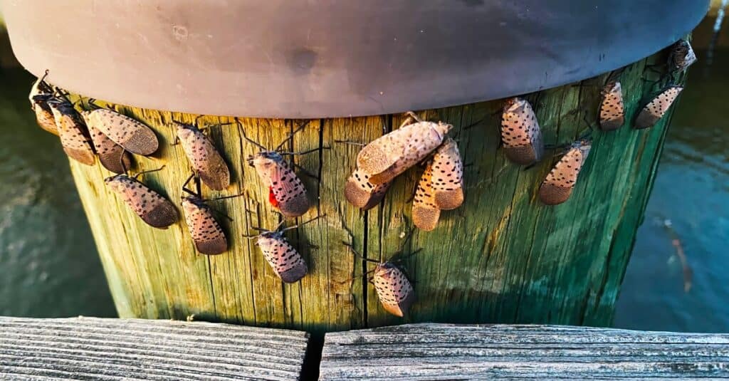 Spotted Lanternfly gathered on a wooden piling.