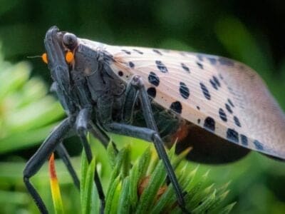 A Spotted Lanternfly