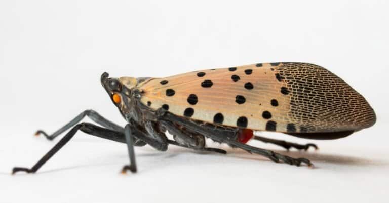 Spotted lanternfly adult on a white background.